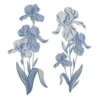 Vector illustration of an iris flower