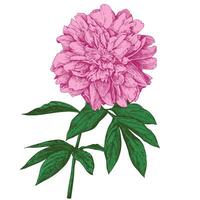 A branch of a peony with a blooming flower and leaves. Linear vintage graphics in the style of engraving. Illustration for wall drawings, invitations, wrapping paper, textiles. vector