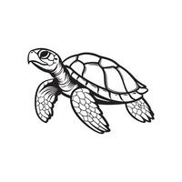 Turtle Vector Art, Icons, and Graphics