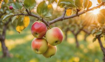 ai generado manzana en un árbol rama en el jardín a puesta de sol foto