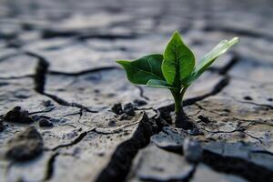 AI generated Green seedling growing from dry cracked earth. Global warming concept. photo