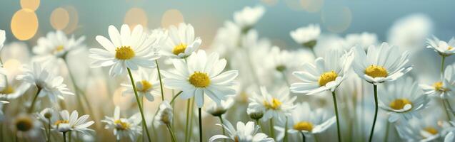 AI generated chamomile flowers close-up with drops of dew on the background of bokeh and rays of light photo