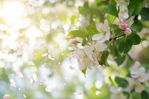 AI generated Spring background of a branch of a blossoming apple tree with falling petals, blurred background, backlight photo