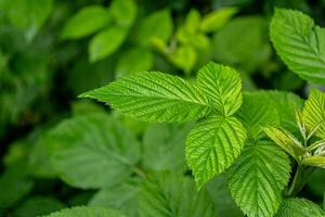 Green young raspberry leaves close-up in spring on a bush. photo