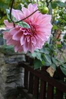 Pink dahlia flower in the garden. Selective focus. photo