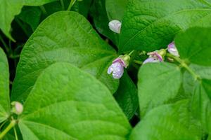 Flowering bean plant with white-lilac flowers and green leaves in the vegetable garden. Selective focus photo