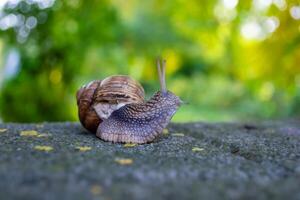 Snail crawling on a stone with blurred green background, close up photo