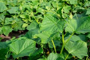 Growing cucumbers in a field, large green leaves. Plantation under the bright summer sun. photo