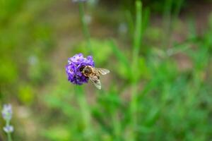 Bee on a lavender flower in the garden on a green blurred background. Pollination. Top view. photo