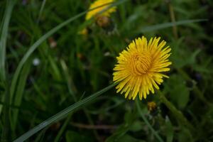 Yellow dandelion flower on a meadow with green grass. photo