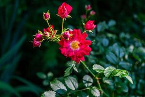 un pequeño rojo hermosa Rosa con brotes en un arbusto en el sombra de el jardín. foto