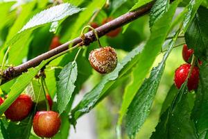 Rotten spoiled one cherry on a branch of a cherry tree in the garden among green foliage. Gardening problems. Close up photo