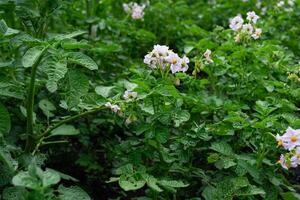 Potato field with blooming flowers and leaves, close-up photo