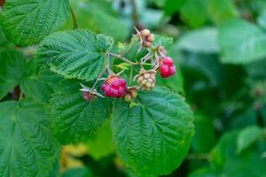 Wild raspberry bush in the forest with ripening small berries on a blurred background of green leaves. photo