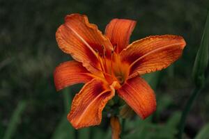 Orange large lily in the evening in the garden on a dark background, close-up. photo