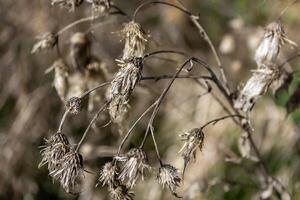 Dry prickly weeds, milk thistle in a field in autumn. Selective focus. photo