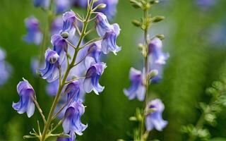AI generated Aconitum flower hd photo with background