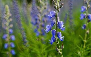 AI generated Aconitum flower hd photo with background