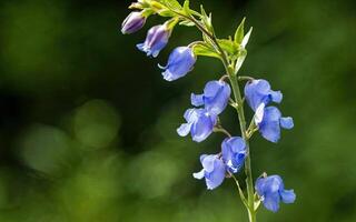 AI generated Aconitum flower hd photo with background