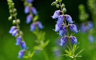 AI generated Aconitum flower hd photo with background