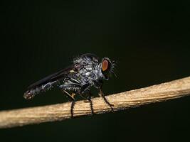 Close-up of a flies photo