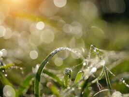 Dew drops on grass photo