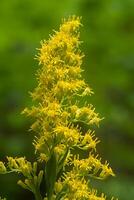 Close up of Solidago canadensis flower. photo