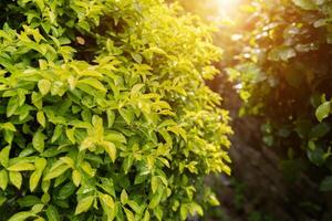 hoja verde en el jardin foto