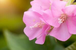 Pink Dombeya flower on tree. photo