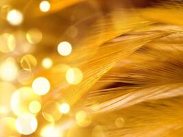 Close up abstract feather background photo