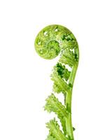 Young leaves of a fern on a white background. photo