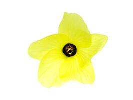 Yellow flowers on a white background. photo