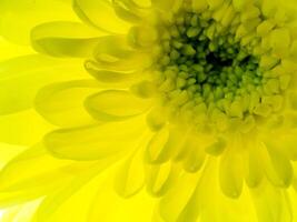 Close up Chrysanthemum flower. photo