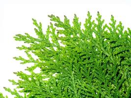 Green leaf of Chimese Arborvitae photo