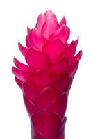 beautiful tropical red ginger flower on isolate white background photo