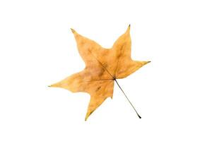 Dry Maple Leaf on white background photo