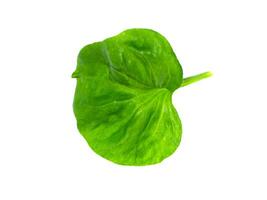 watercress leaf on white background. photo