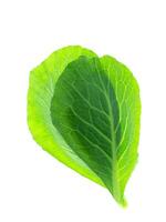 Chinese kale leaf photo