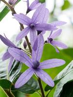 Purple Wreath flower. photo