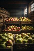 AI generated A colorful display of apples in crates photo