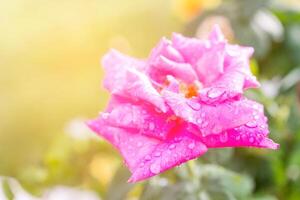 Water drops on the pink rose and sun light in the garden with blur background photo