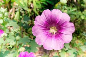 Violeta flor en jardín y verde hoja foto