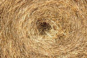 Straw dry row in the farm close up image for background and texture photo