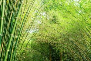 Bamboo branch blur beautiful green nature background and texture photo