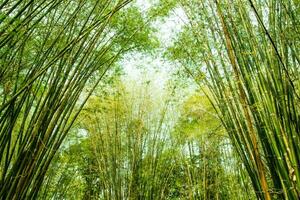 Bamboo branch tunnel blur beautiful green nature background and texture photo