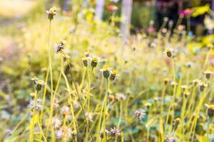 césped flor en el la carretera con jardín naturaleza para antecedentes y Copiar espacio foto