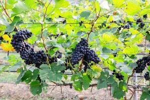 negro uvas crecido en polos y cable honda en jardín y naturaleza antecedentes en el Mañana foto