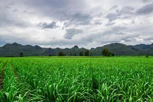 pequeño verde maíz campo granja y montaña ver en el lluvia nubes para textura y antecedentes foto