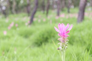 krachiew o curcuma sessilis flores color rosa ser comido por insectos en prado verde, chaiyaphum, tailandia foto