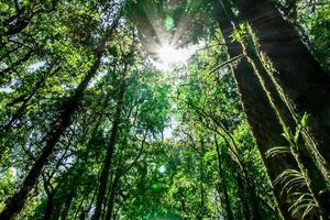 Natural views of forests and trees with sunlight in the mountain with richness and moisture for background and texture photo